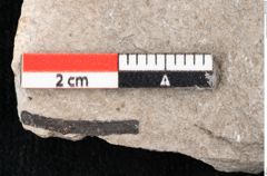 Foto (Detailansicht) von Callitris brongniartii Endl. (NHMW-GEO-2024-0188-6648)